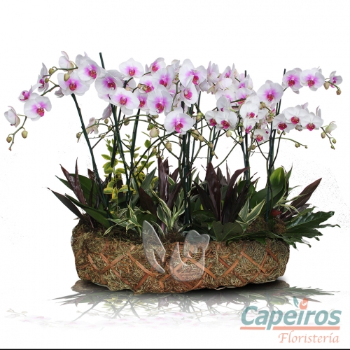 Orquídeas 01