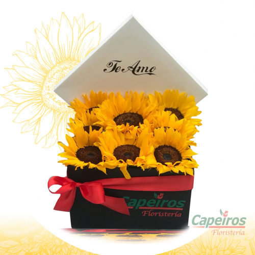 Caja de Girasoles 01