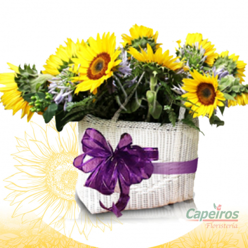 Oferta girasoles 1