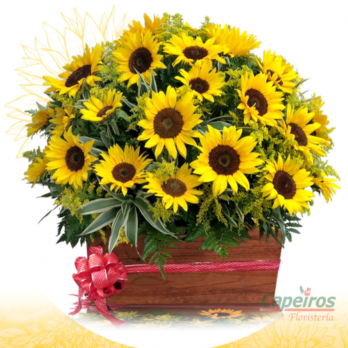 Girasoles 03