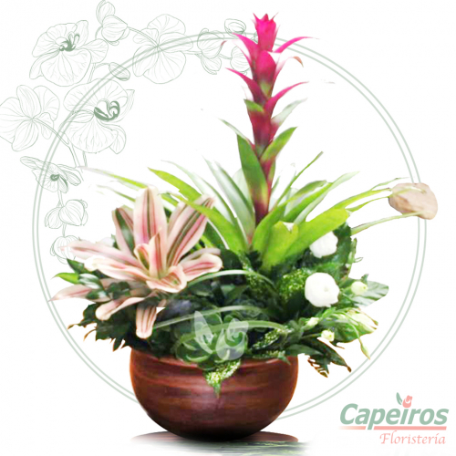 Orquideas 26