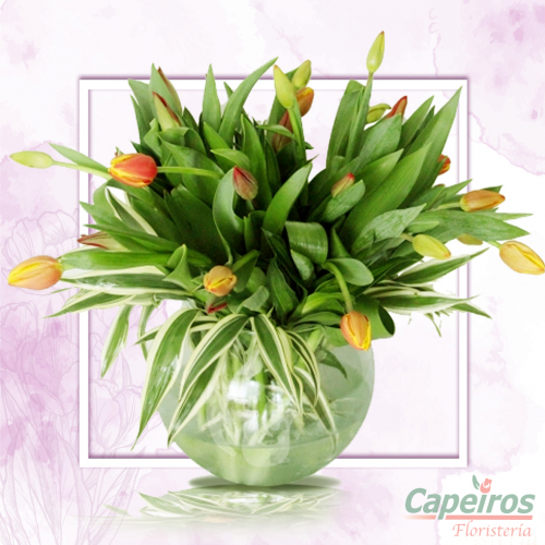 Tulipanes en Pecera