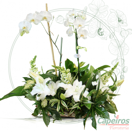 Orquideas 45