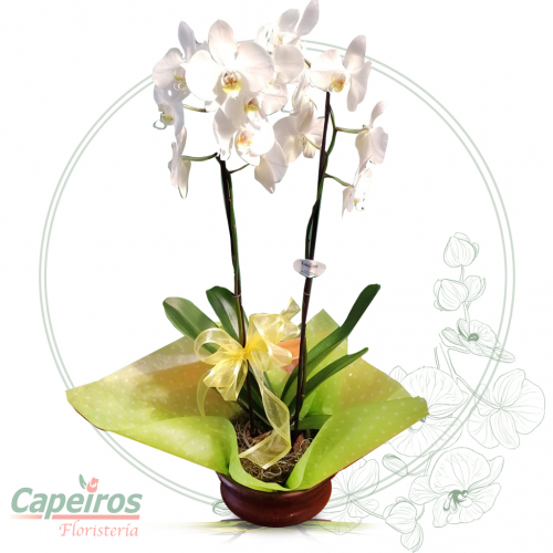 Orquideas 49