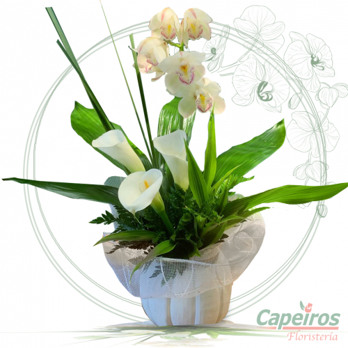 Orquideas 60