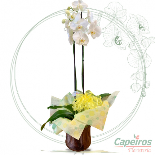 Orquideas 62