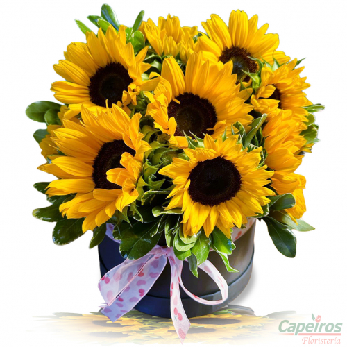 Caja de Girasoles 02