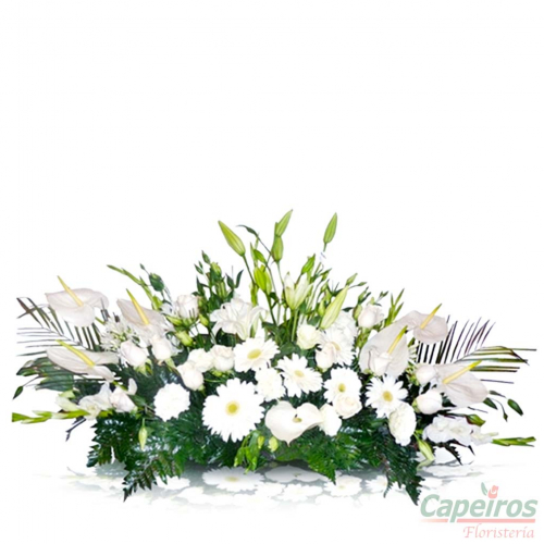 Palmatoria 06