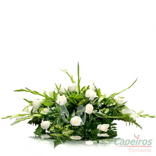 Palmatoria 17