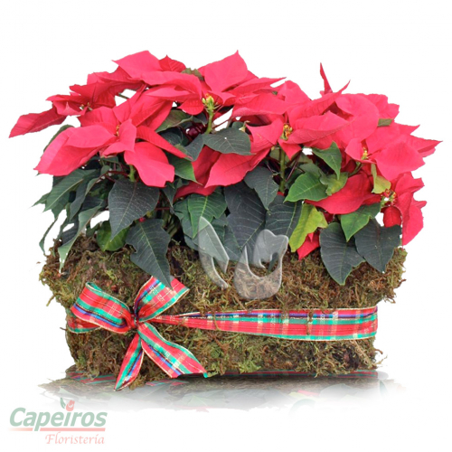 Jardinera Navideña 02