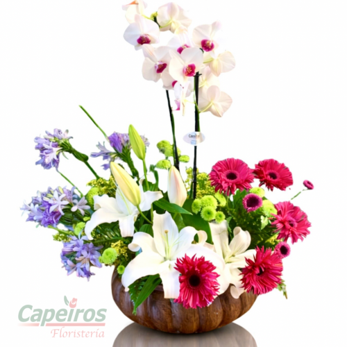 Orquídea Primaveral