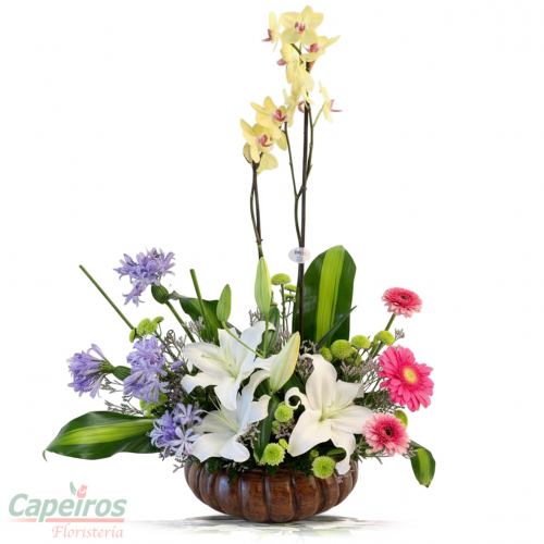 Orquidea Primaveral 01