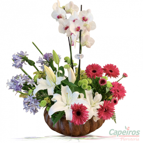 Orquídea Primaveral