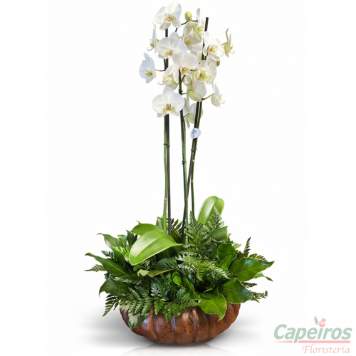 Orquideas 63