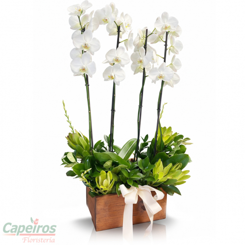 Orquideas 76