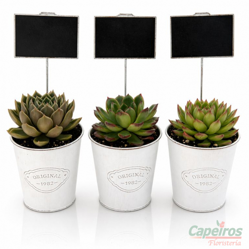 Trio de Suculentas