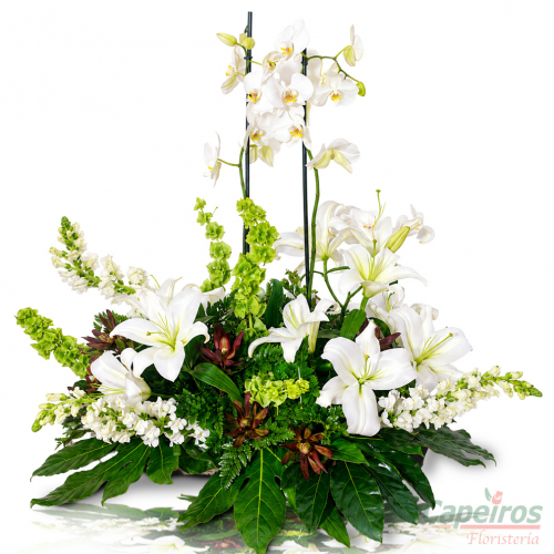 Orquideas 58