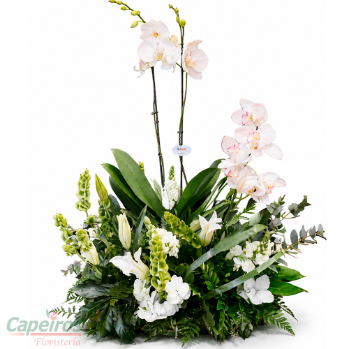 Orquideas 88